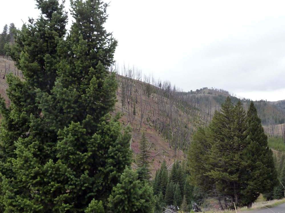 Yellowstone (69).JPG
